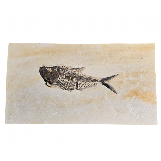 diplomystus dentatus