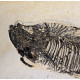 diplomystus dentatus