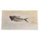 diplomystus dentatus