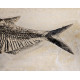 diplomystus dentatus