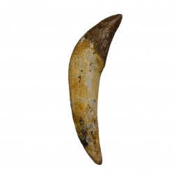 basilosaurus zeuglodon 