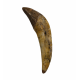 basilosaurus zeuglodon 