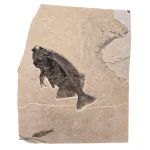 Phareodus encaustus and Knightia eocena