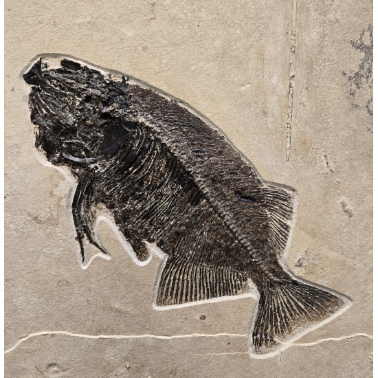 Phareodus encaustus and Knightia eocena