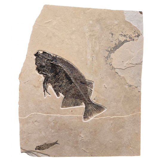 Phareodus encaustus and Knightia eocena