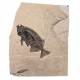 Phareodus encaustus and Knightia eocena