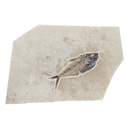 diplomystus dentatus