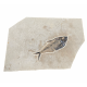 diplomystus dentatus