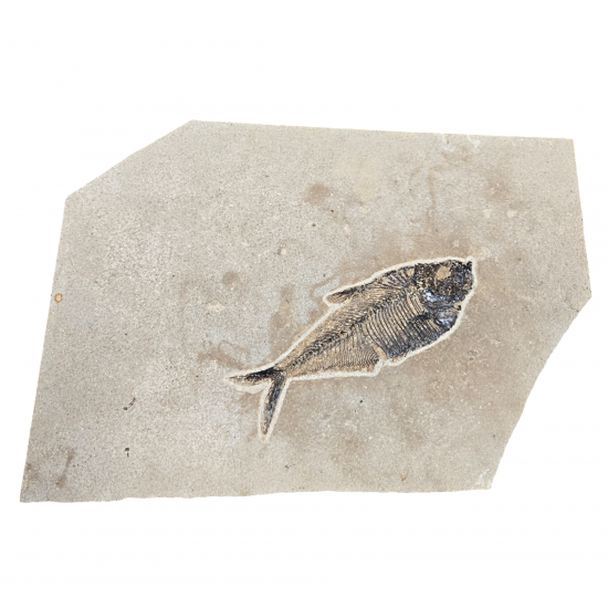 diplomystus dentatus