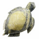 Sea turtle serpentine