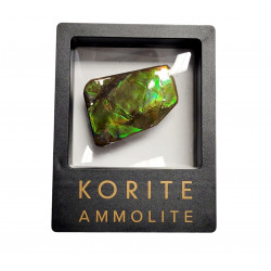 Ammolite placenticeras meeki
