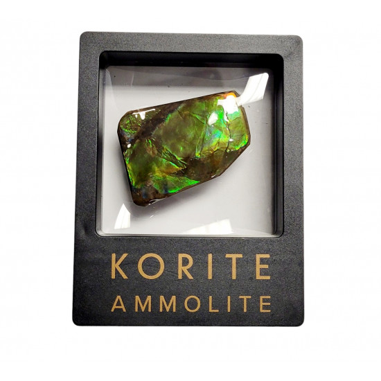 Ammolite placenticeras meeki