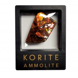 Ammolite placenticeras meeki