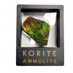 Ammolite placenticeras meeki