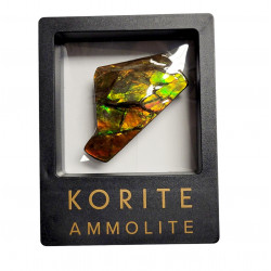 Ammolite placenticeras meeki