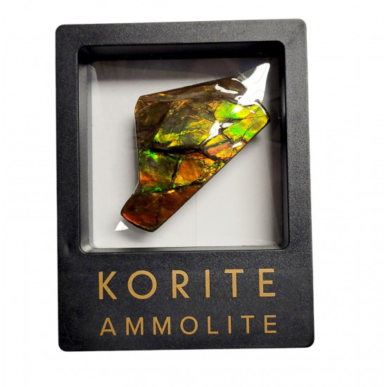 Ammolite placenticeras meeki