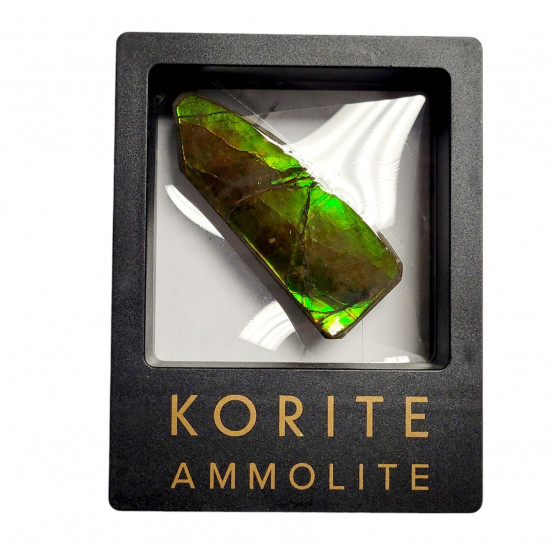 Ammolite placenticeras meeki