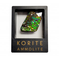 Ammolite placenticeras meeki