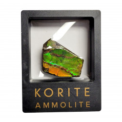 Ammolite placenticeras meeki