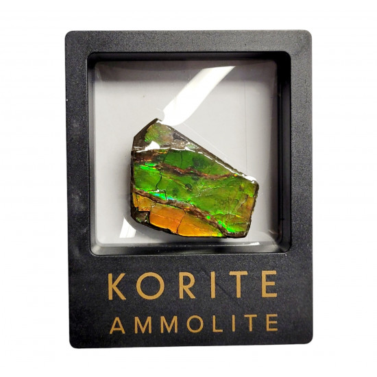 Ammolite placenticeras meeki