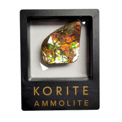 Ammolite placenticeras meeki
