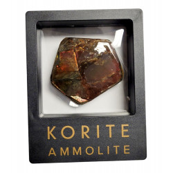 Ammolite placenticeras meeki