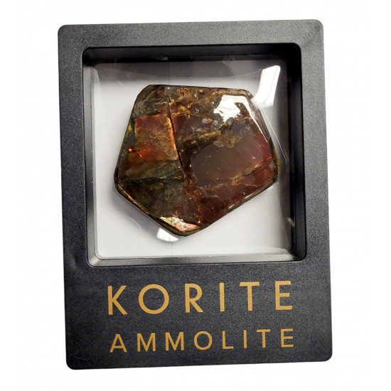 Ammolite placenticeras meeki