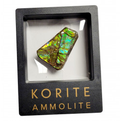 Ammolite placenticeras meeki