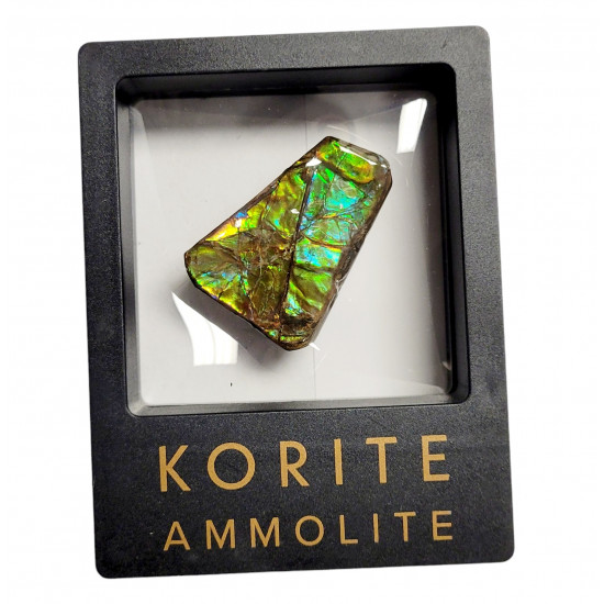 Ammolite placenticeras meeki