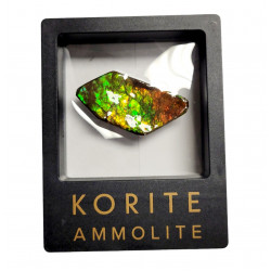 Ammolite placenticeras meeki
