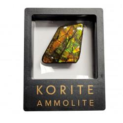 Ammolite placenticeras meeki