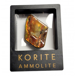 Ammolite placenticeras meeki