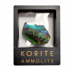 Ammolite placenticeras meeki