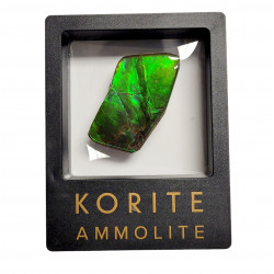 Ammolite placenticeras meeki