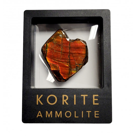Ammolite placenticeras meeki