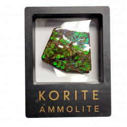Ammolite placenticeras meeki