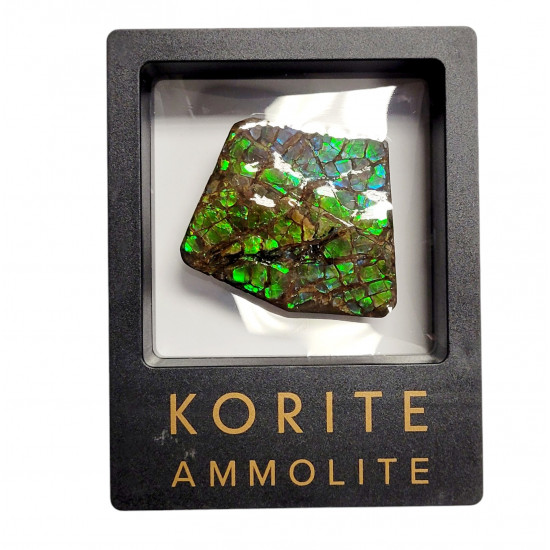 Ammolite placenticeras meeki