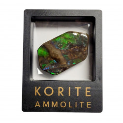 Ammolite placenticeras meeki