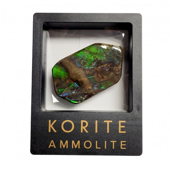 Ammolite placenticeras meeki
