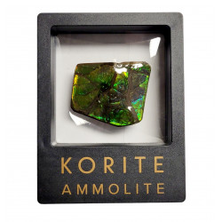 Ammolite placenticeras meeki