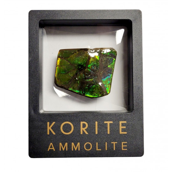 Ammolite placenticeras meeki