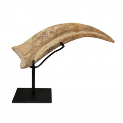 spinosaurus aegypticus griffe