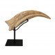 spinosaurus aegypticus claw