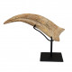 spinosaurus aegypticus claw