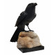 Black Onyx Raven 