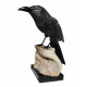 Black Onyx Raven 