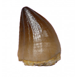Prognathodon currii   