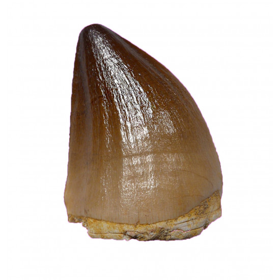 Prognathodon currii   