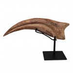 spinosaurus aegypticus claw