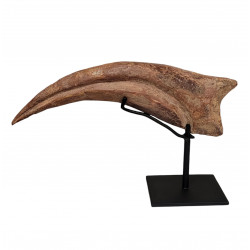 spinosaurus aegypticus griffe